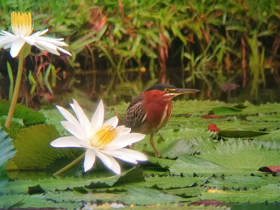 With over nine hundred bird species, Costa Rica is a paradise for birdwatchers. Nature and Wildlife in Costa Rica