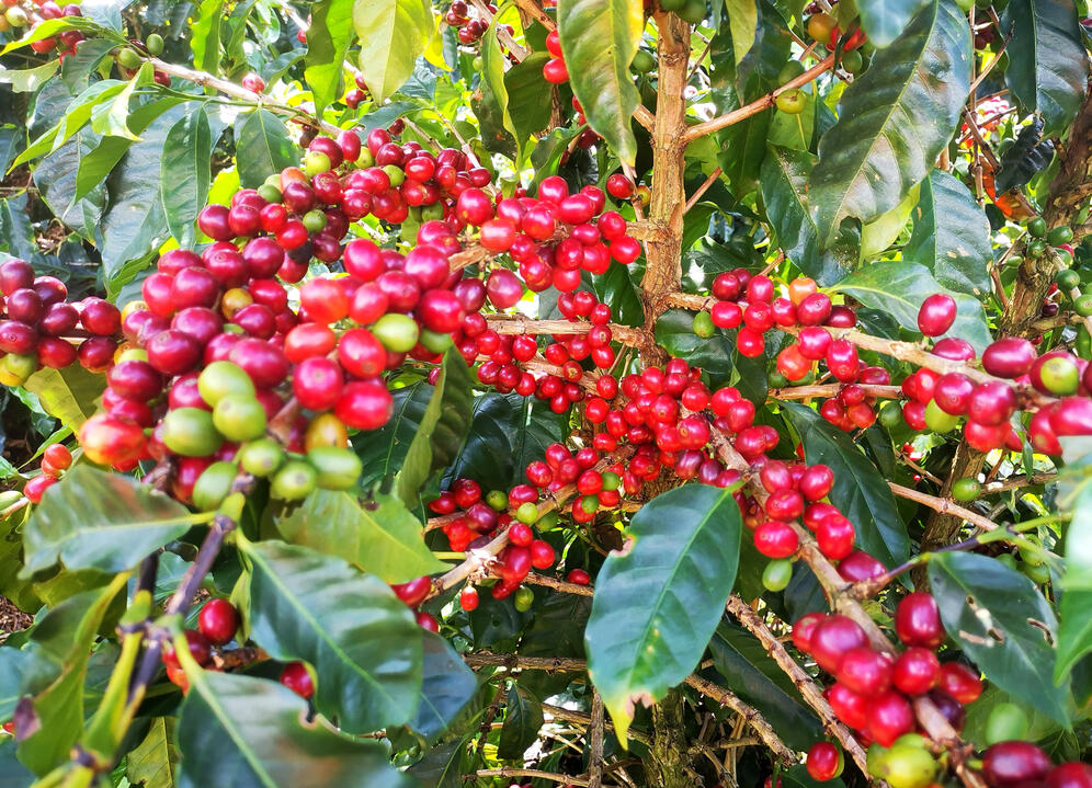 Costa Rica is world-renowned for its high-quality coffee, which is exported to many countries. Nature and Wildlife in Costa Rica.
