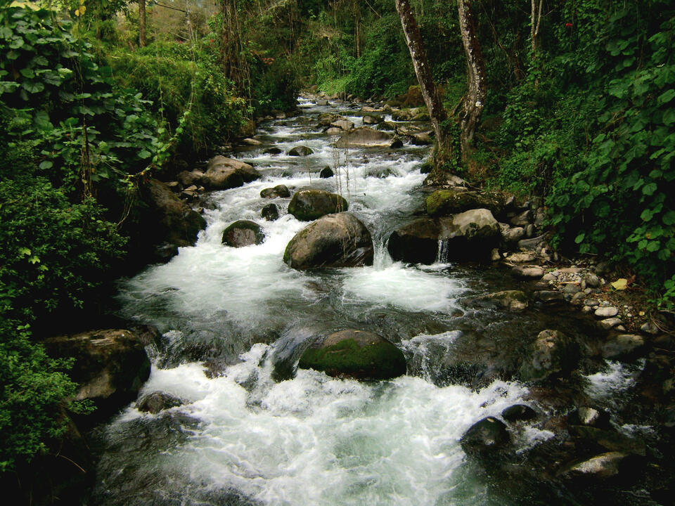 With crystal-clear waters in the beautiful area of San Gerardo de Dota. Nature and Wildlife in Costa Rica