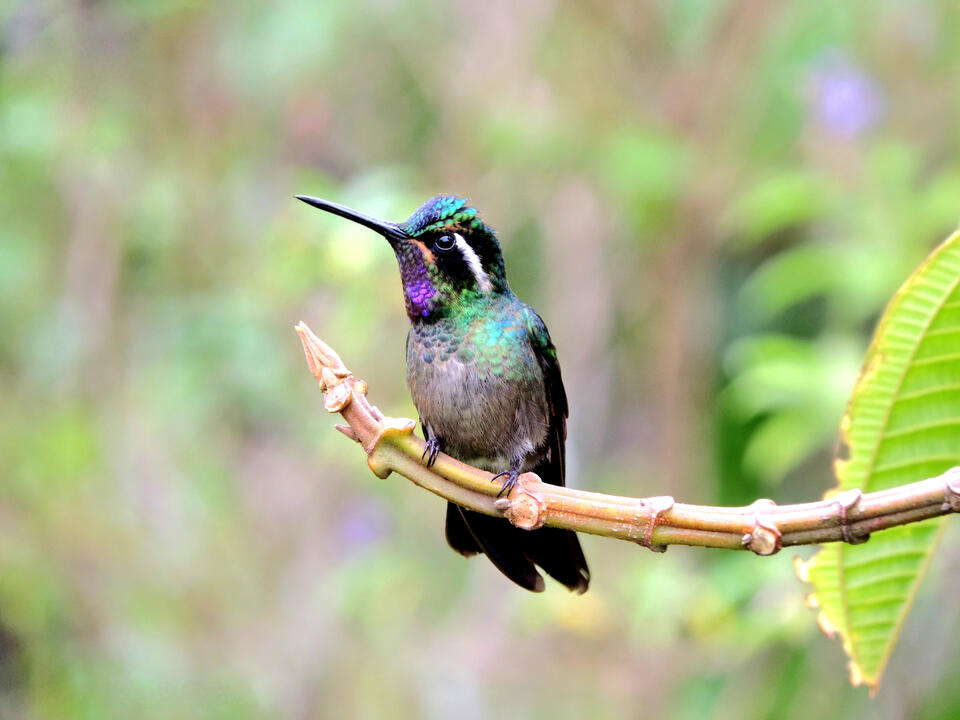 One of the just over fifty hummingbird species in Costa Rica. Birdwatching in Costa Rica. Nature and Wildlife in Costa Rica