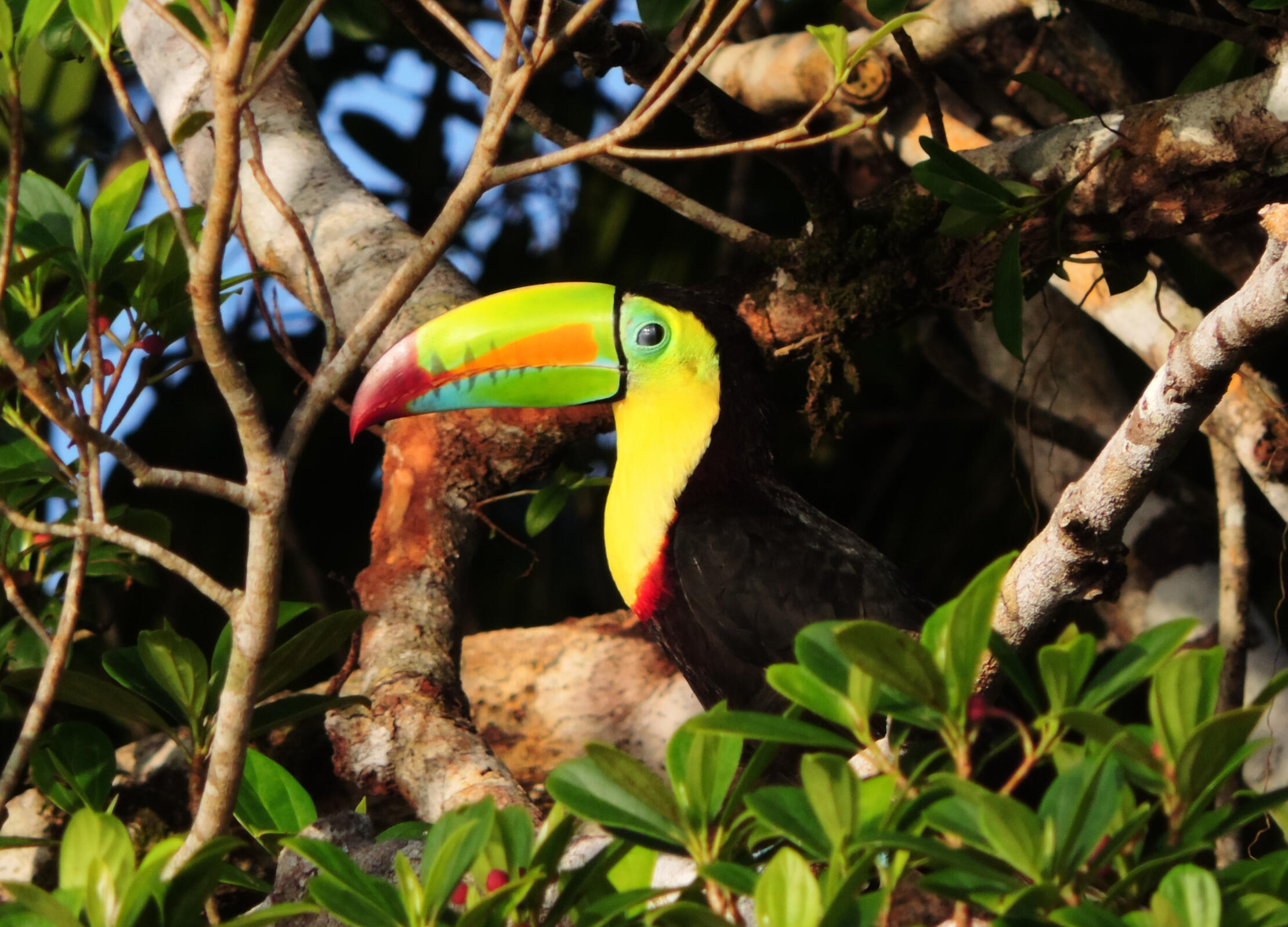 Keel-billed toucan This is the toucan species with the most colorful beak in Costa Rica, out of the six species that exist in Costa Rica. Nature and Wildlife in Costa Rica.