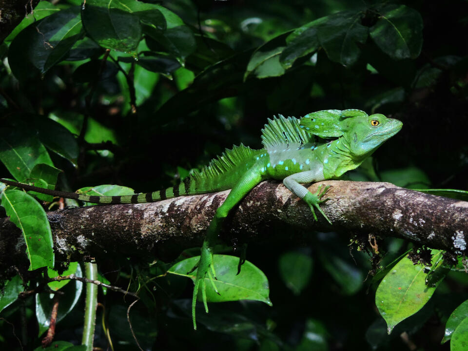 One of the most striking lizard species in Costa Rica, along with the Green Iguana. Nature and Wildlife in Costa Rica
