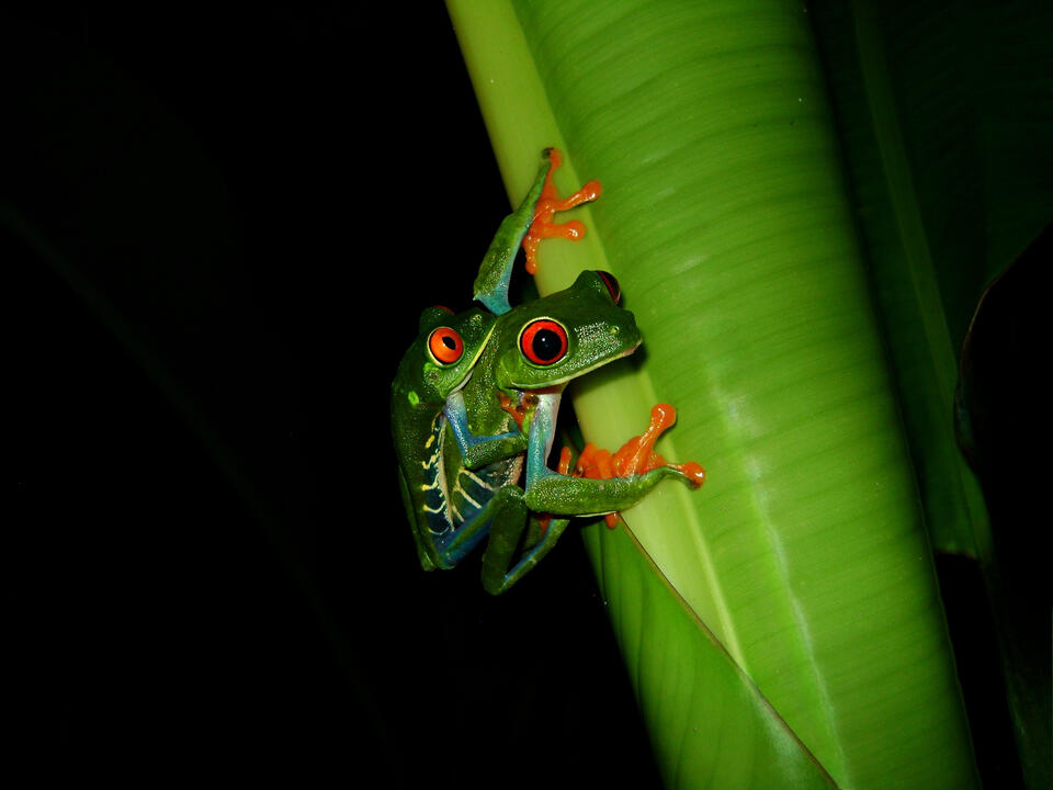One of the most striking and most photographed frogs in Costa Rica. Nature and Wildlife in Costa Rica.