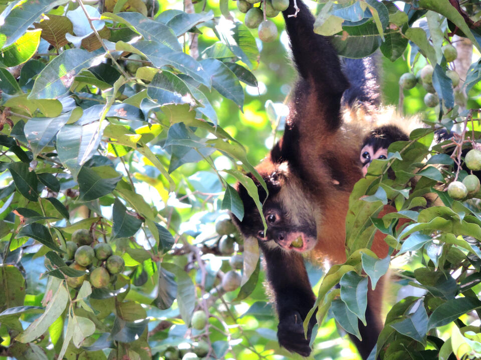 One of the four monkey species in Costa Rica. Nature and Wildlife in Costa Rica