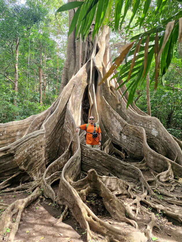 Buttress roots are found in different tree species in Costa Rica, from the Rainforest to the Cloud Forest or the Dry Tropical Forest.Nature and Wildlife in Costa Rica